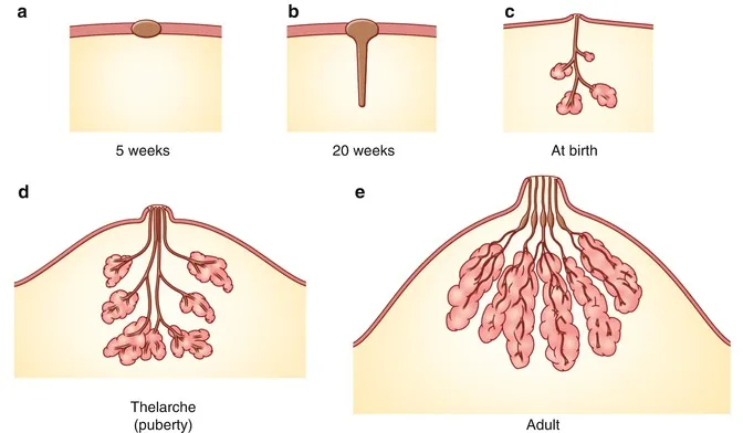 Stages of Development of Breast (Source: Oncohema)