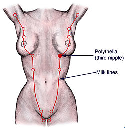 Human Anatomy of Breasts and Milk Line, pencil illustration