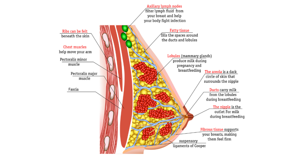 Medical illustration of a mammalian breast: Anatomy of Breast (Source: Kopa Birth)