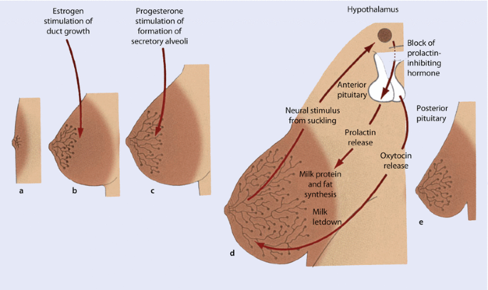 Hormones Involved (Source: Breast Cancer Management for Surgeons)