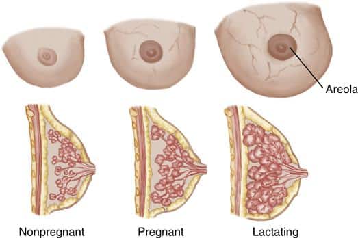 Breast Changes in Different States (Source: Bust Bunny)